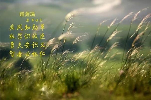 花花牛 | 疾風來臨，你是不是勁草？